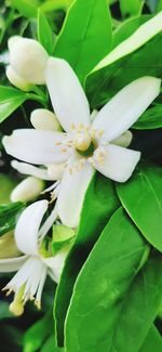 Close-up of white flowering plant