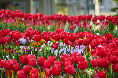 Close-up of red tulips in field