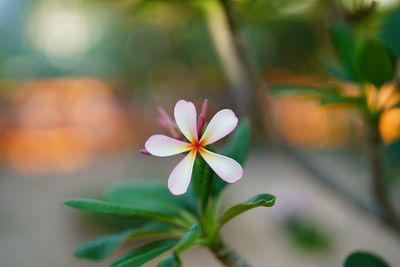 Close-up of white flowering plant