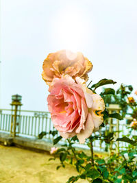 Close-up of pink rose plant against sky