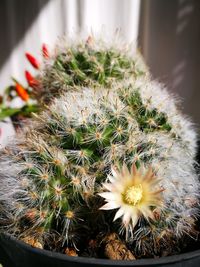 High angle view of cactus plant