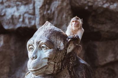 Close-up of monkey looking away