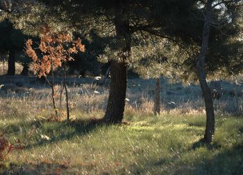 Trees on grassy field