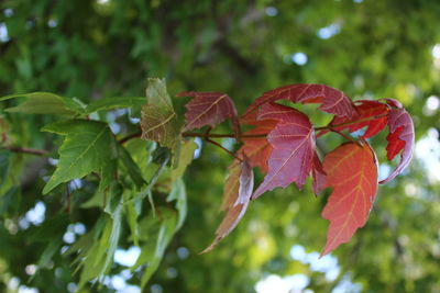 Close-up of leaves on tree