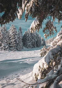 View of sheep on snow covered landscape