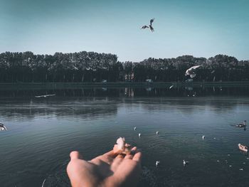 Cropped hand of person feeding birds by lake