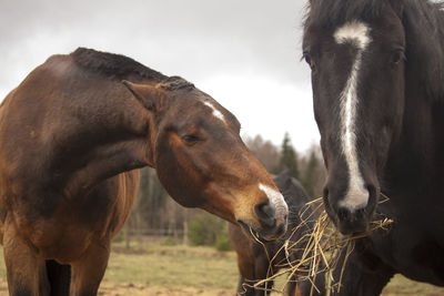 Horses in the field