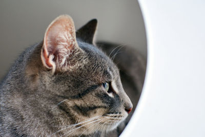 Close-up of a cat resting