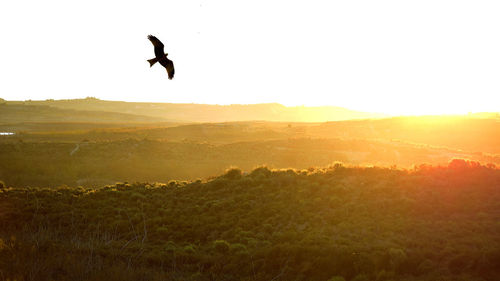 Bird flying in the sky