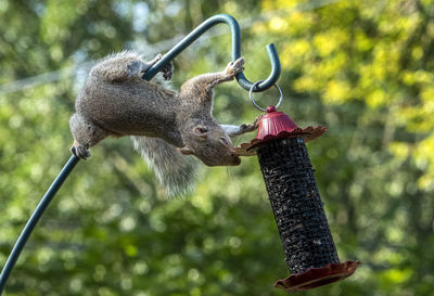 Acrobatic at the feeder