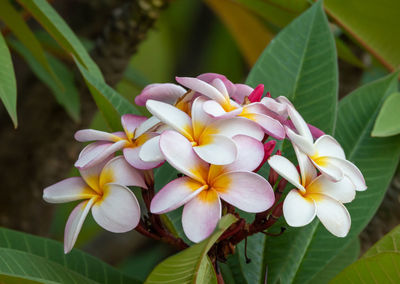 Close-up of white flowers