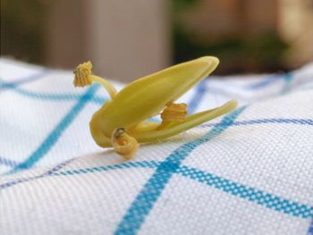 Close-up of lizard on fabric