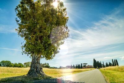 Road amidst trees against sky