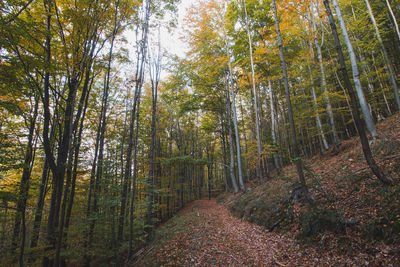 Discovering new lost paths covered in red-orange leaves from the oak trees around this magical place