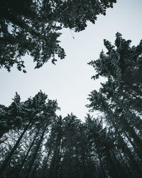 Low angle view of silhouette trees against sky