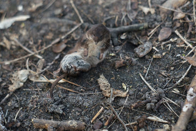 High angle view of lizard on land