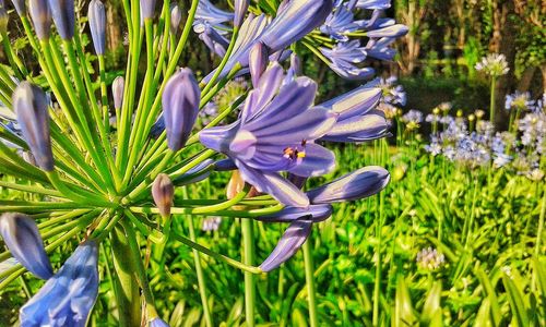 Close-up of purple flowers blooming outdoors