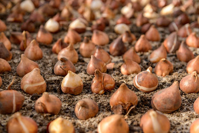 Dozens of tulip bulbs planted in sandy, well draining soil. planting tulip bulbs in a flower bed. 