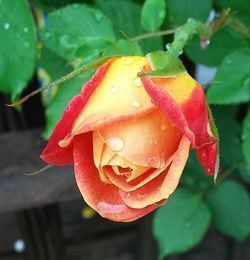 Close-up of red rose