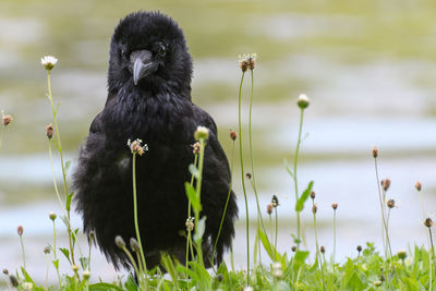 View of bird perching on flower