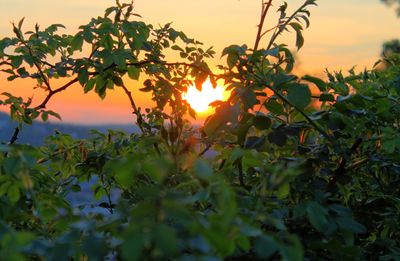 Close-up of fruits on tree at sunset