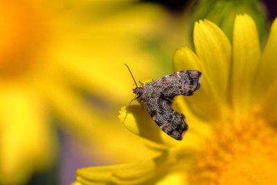 Close-up of butterfly pollinating on yellow flower