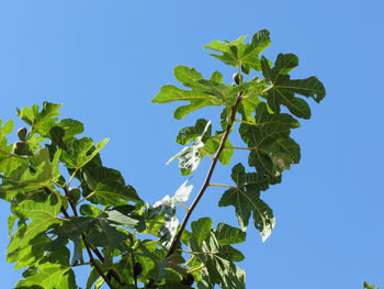 Low angle view of tree against clear blue sky