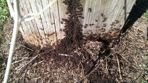 High angle view of insect on tree trunk