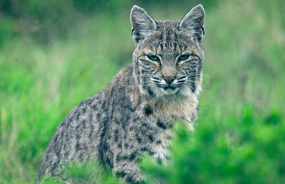 Bobcat sitting among the greenery