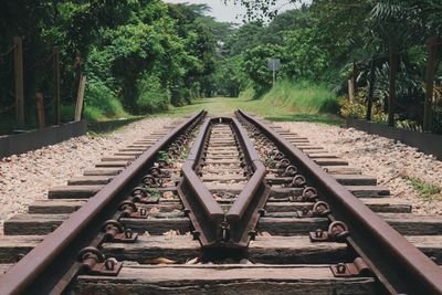 Diminishing perspective of railroad tracks amidst trees