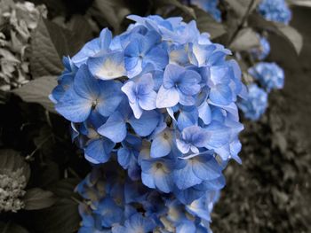 Close-up of blue hydrangea blooming outdoors