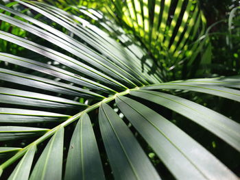 Close-up of palm leaves