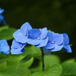 Close-up of purple flowering plant