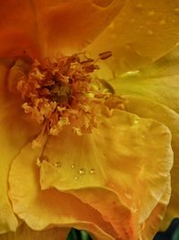 Close-up of yellow flower