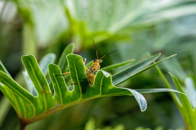 Orange. yellow and red eastern lubber grasshopper romalea microptera also called romalea guttata 