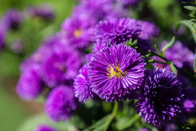 Close-up of purple flowering plant in park