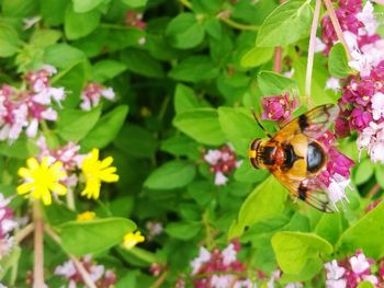 Close-up of insect pollinating on flower