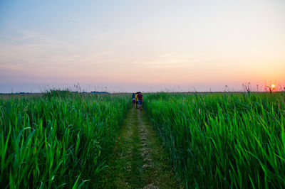 Scenic view of agricultural field against sky during sunset