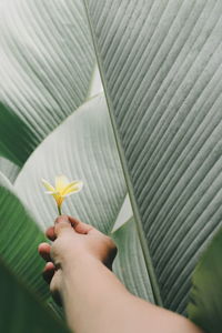 Close-up of hand holding flower