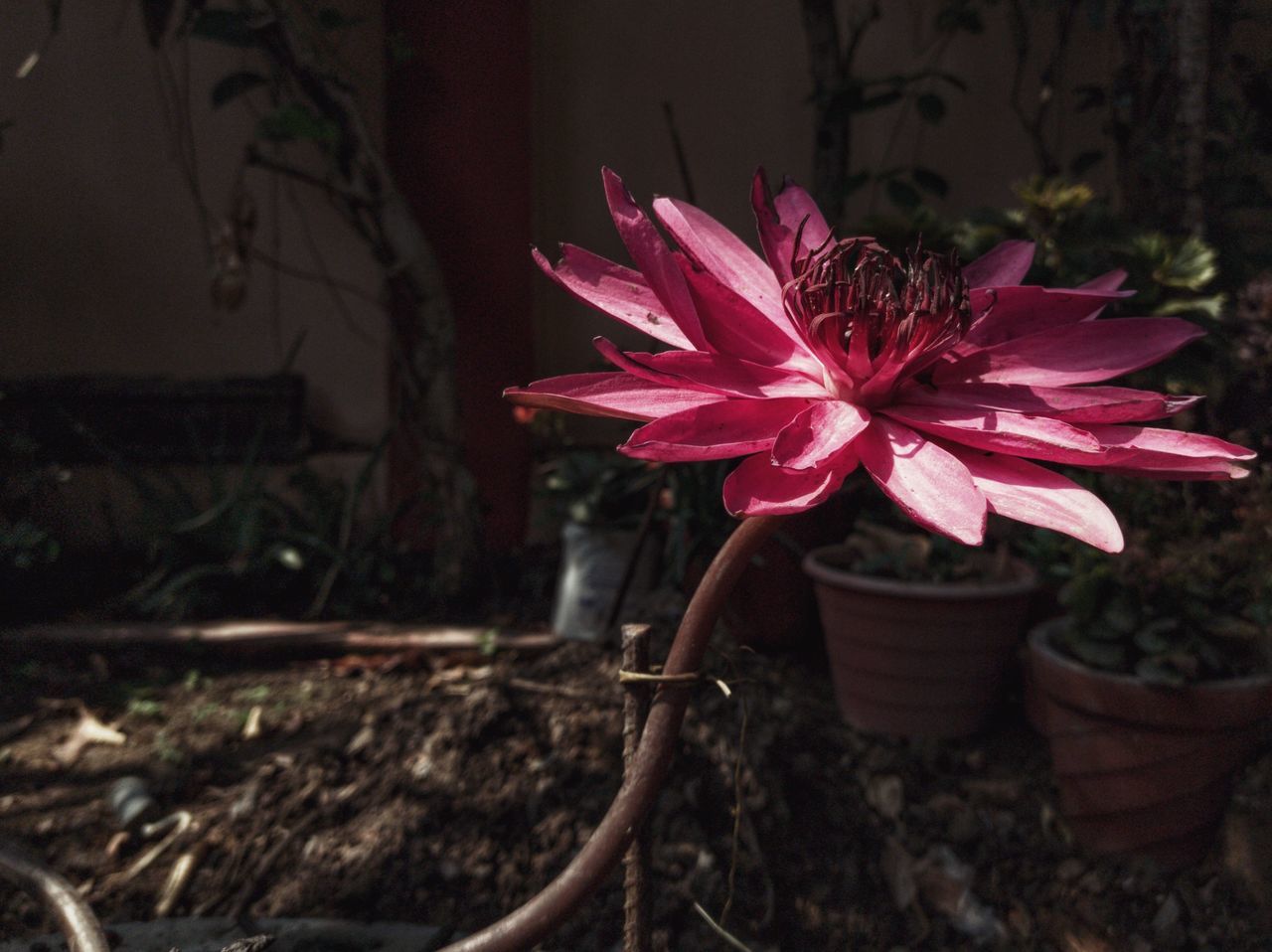 CLOSE-UP OF PINK FLOWER