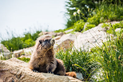 View of an animal on rock