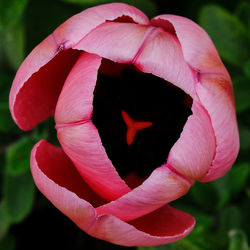 Close-up of pink rose flower