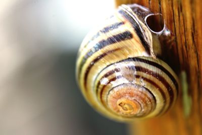 Close-up of snail