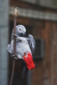 Close-up of parrot perching on branch