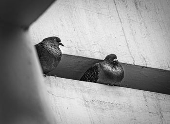 Bird perching on a wall