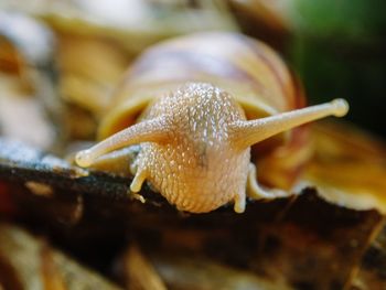 Close-up of snail