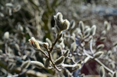 Close-up of snow on plant