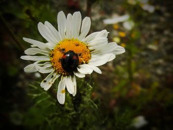 Close-up of bee pollinating flower