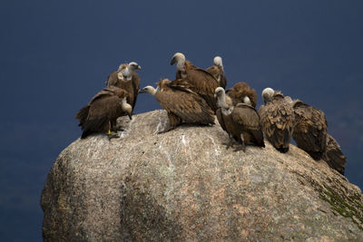 Low angle view of owl perching on rock