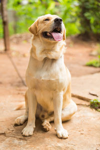 Dog looking away